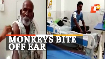 Monkey Attack Leaves 40 Injured In UP