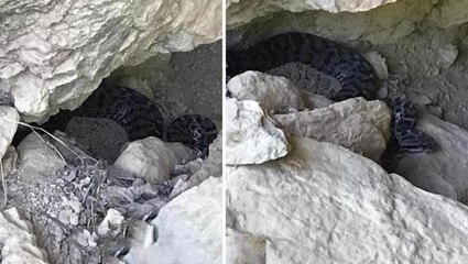 1 saat içinde öldürüyor! Tunceli'de doğa gezisine giden vatandaşlar ölümcül engereği görüntüledi