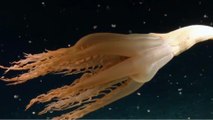Une étrange créature marine à tentacules repérée dans le Pacifique