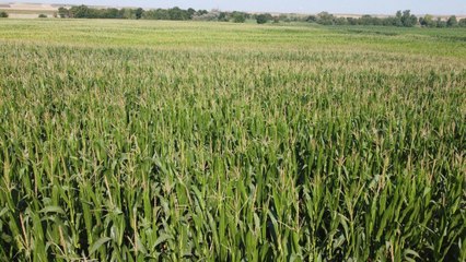 Ayçiçeğinden sonra mısır da ‘çayır tırtılı’ tehdidi altında