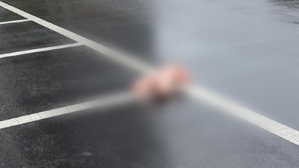 떨어진 '리얼돌'에 차량 파손...DNA 분석의뢰 / YTN