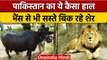 Pakistan: Lahore Safari Zoo में Buffalo से सस्ते बिक रहे Lion | वनइंडिया हिंदी | *News
