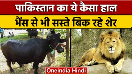 Pakistan: Lahore Safari Zoo में Buffalo से सस्ते बिक रहे Lion | वनइंडिया हिंदी | *News