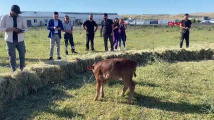 Fiyatlara doping etkisi yapacak! ABD’den getirilen embriyolardan ilk doğumlar gerçekleşti
