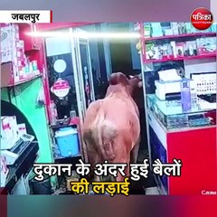 जबलपुर : दुकान के अंदर हुई बैलों की लड़ाई
