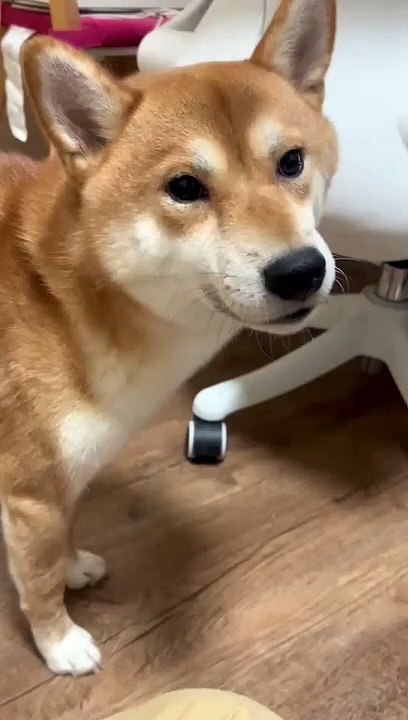 可爱dog