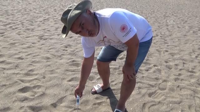 Deniz kaplumbağalarının yumurtlamak için İztuzu ile Çalış plajlarını tercih nedeni araştırılıyor