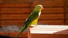 Parrot - 3017