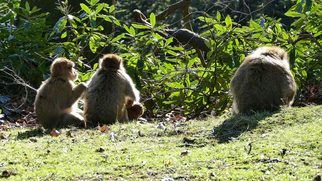 Barbary Macaque - 2262