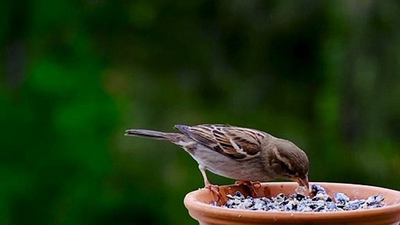 Bird - 87900