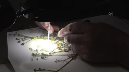 Van'daki İspiriz Dağı'nda yeni bir bitki türü keşfedildi