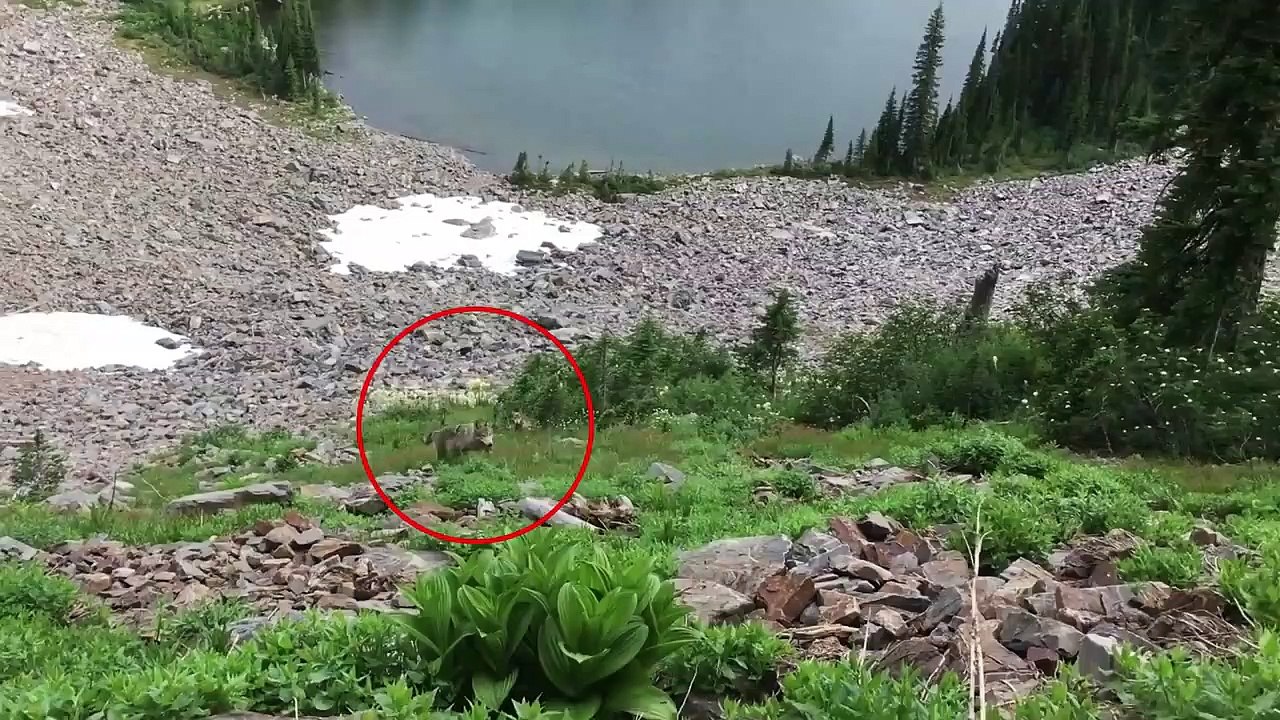 4 Wolf Encounters Way Too Scary To Handle