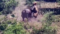 God Gave Strength To Buffalo   Mother Buffalo KILL LION To Rescue Her Baby – Lion vs Rhino, Elephant