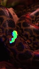 Dubai’s First Anacondas are here