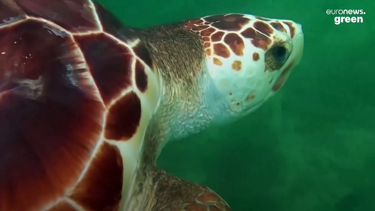 Rising temperatures are reducing the number of male sea turtles born in the US