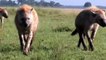 Amazing Newborn Wildebeest Escape From Hyena Hunt, The Power of Mother Animals