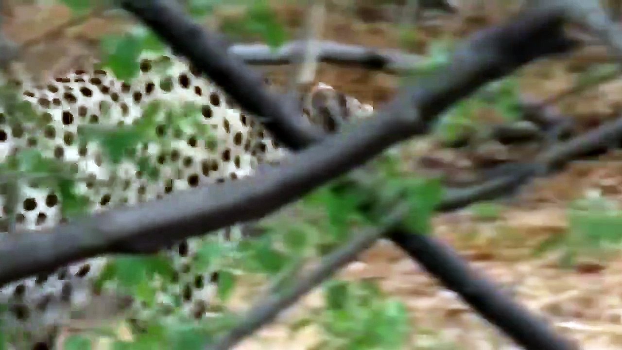 Very touching story   Mother Ostrich Don’t Protect Her Newborn From Cheetah, Lion Hunting