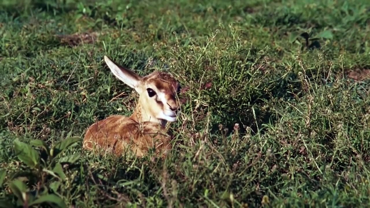 Jackal Too Crowded, Mother Impala Encountered Many Difficulties When Save Her Baby From Jackal Hunt