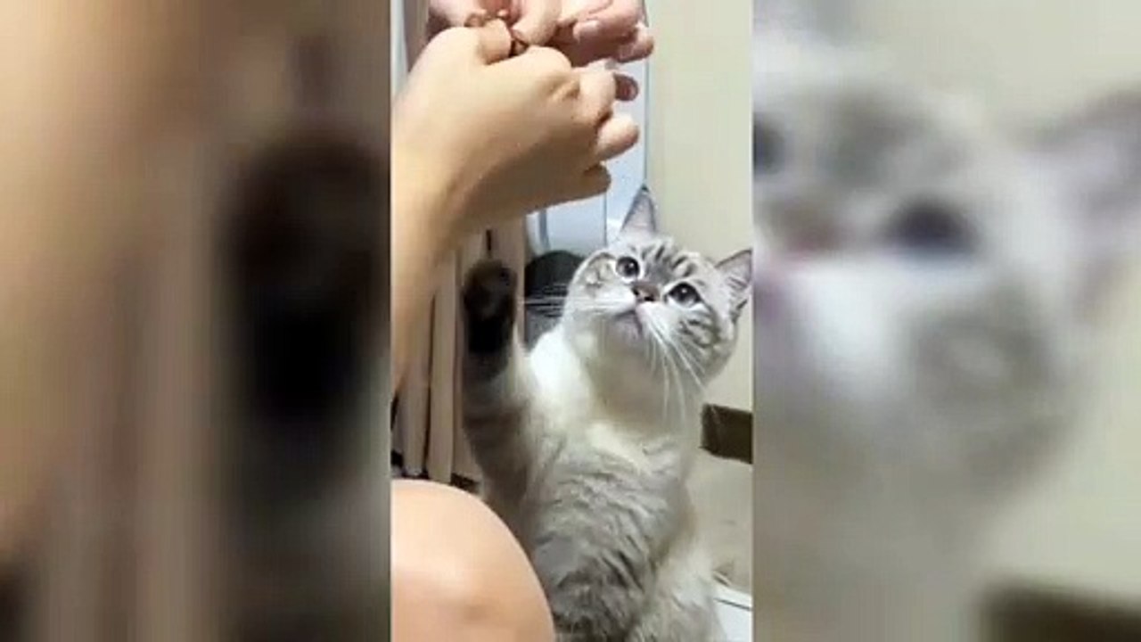 Cute Kitty