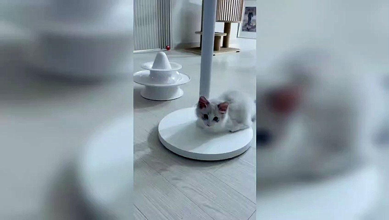 sweet kitty