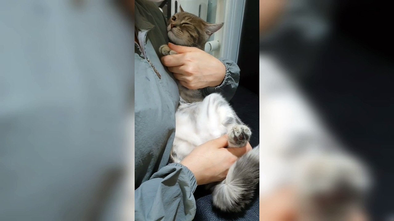 Aww Soo Sweet Kitty