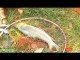 Best Amazing Hook Fishing Video __ Fishing With Hook Catching Rui Fish by Hook