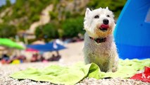 Il decalogo per le vacanze in spiaggia con il cane