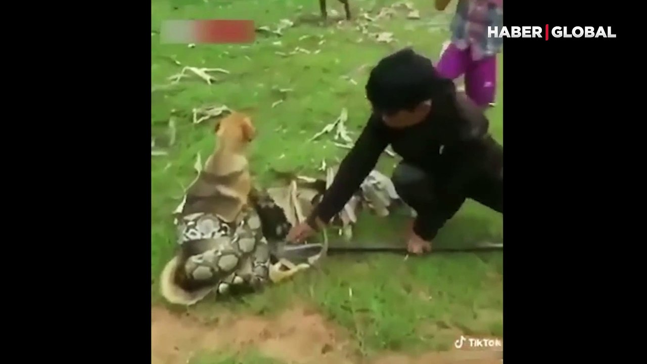 Dehşet anları: Dev piton köpeği sardı, insanlar seferber oldu!