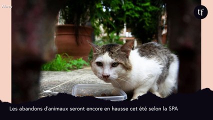 Pour lutter contre les abandons d'animaux, un "certificat d'engagement" devient obligatoire