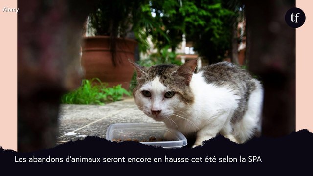 Pour lutter contre les abandons d'animaux, un certificat d'engagement devient obligatoire