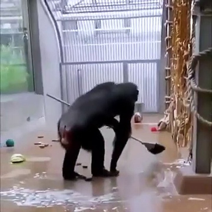 Ce singe nettoie sa maison... hop un petit coup de balai
