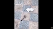 Cet écureuil chevauche ce chaton comme un vrai cavalier