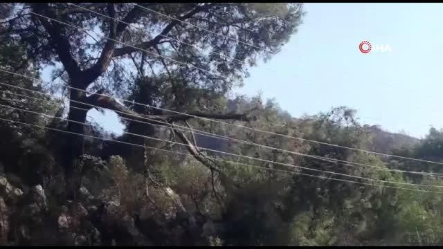 Muğla #kategori haberleri#... Marmaris'teki orman yangının çıkış nedeni belli oldu