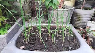 How to Grow Garlic | Right time | organic vegetable