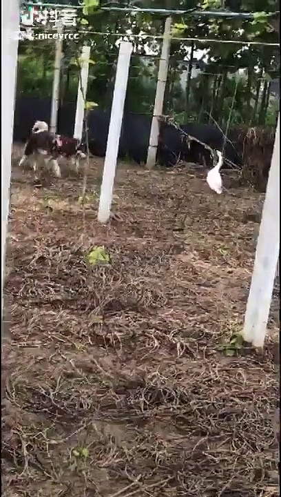 Funny Goose Attacks Dog -  Geese Attack Compilation