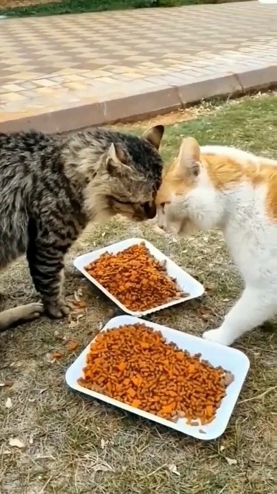 Funny cute lovely cats ❤️ funny Animals