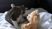 Kitten Bites the Nose of His Toy Bear