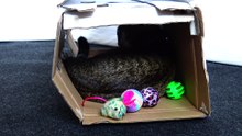 Kitten Is Angry and Won't Play