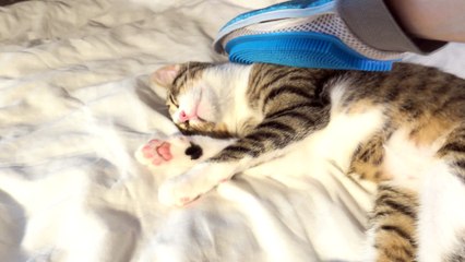 Kitten Loves Being Brushed