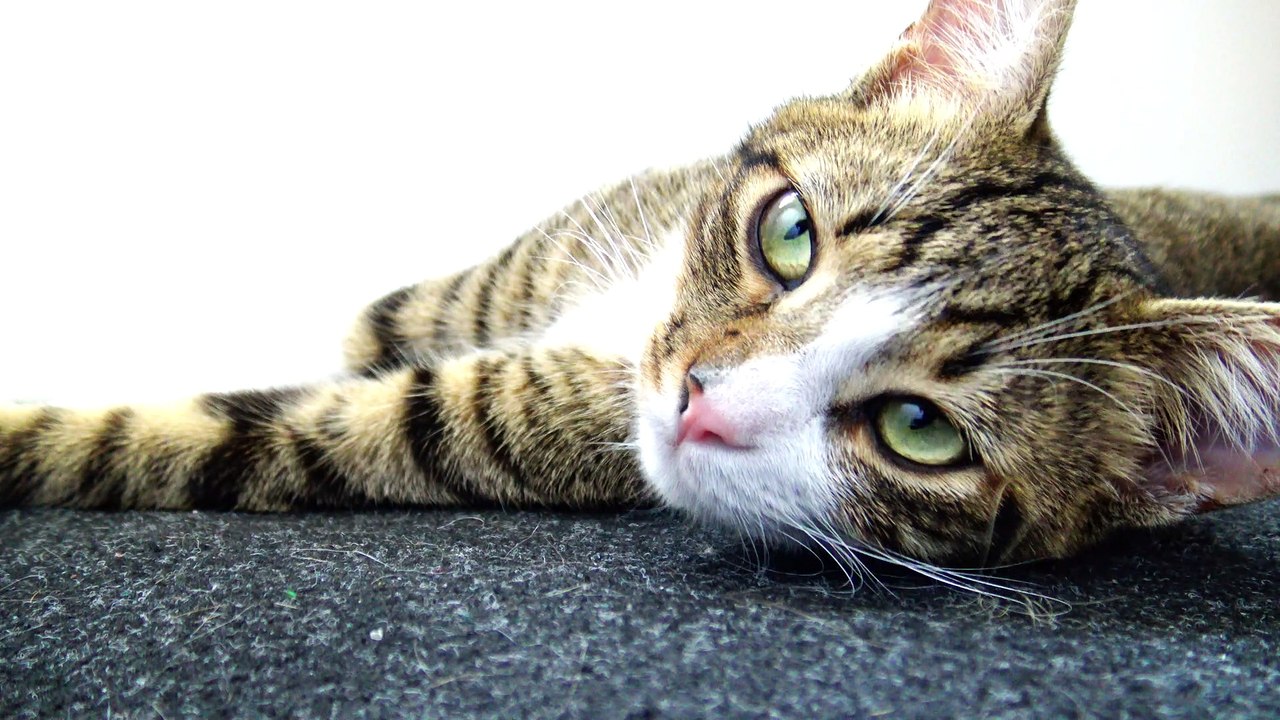 The Cute Green Eyed Kitten