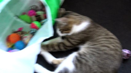 These Cat Toys Are so Much Fun