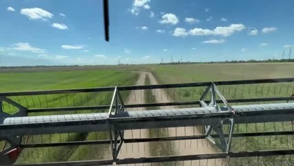 Ukrayna'nın Harkiv kentinde buğday hasadı