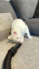 Cat's Face Gets Sucked Up in Vacuum