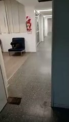 Murió y su perro se quedó en la sala de espera del hospital