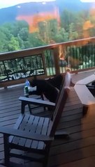 Family Has Close Encounter with Mama Bear and Cubs