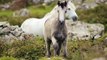 Horse Animals Sound Nature Sound Effect