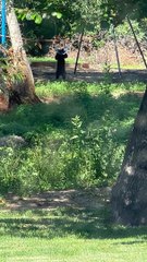 Bear Cubs Play on Swing Set