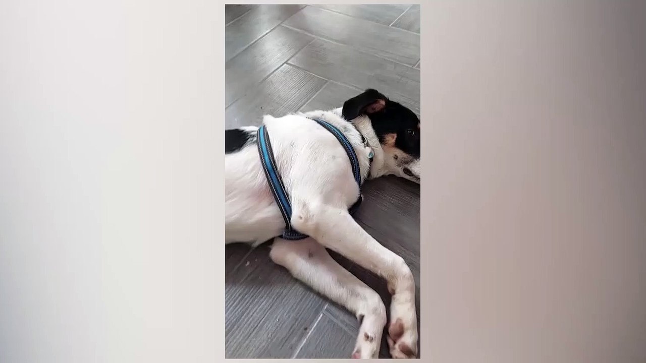 ext-adopte-perro-290722