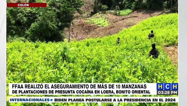 ¡Aseguran narcolaboratorio, vivero y 10 manzanas de tierra cultivadas con coca en Colón!