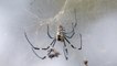 Researchers believe it’s inevitable invasive spiders hit Eastern Seaboard